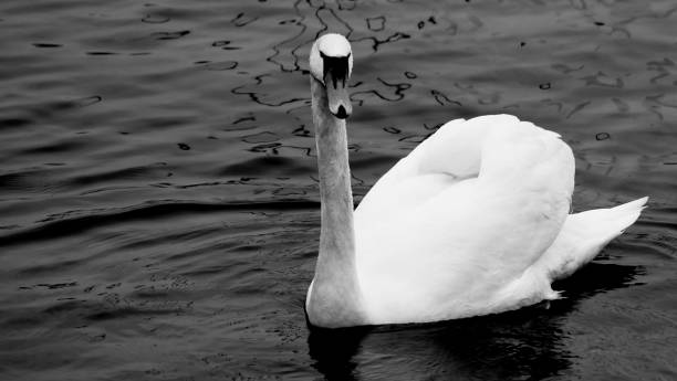 istock Animals at Geneva, Switzerland 1151509920