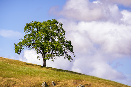 Live oak tree (Quercus agrifolia) up on a hill; cloudy sky background; South San Francisco bay area, San Jose, California