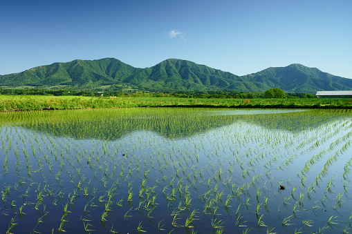 Un campo de arroz y 3 picos del Monte Hiruzen A principios del verano photo