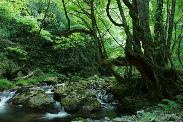 오카야마의 녹색 봄 숲, 일본 - stream forest waterfall zen like 뉴스 사진 이미지