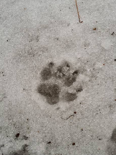 istock Paw Print in the Snow 1151513670