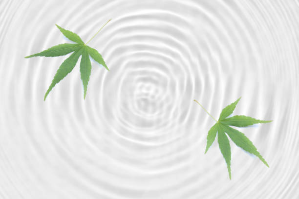 istock Japanese green maple leaf abstract on rippled white water texture background 1151513927