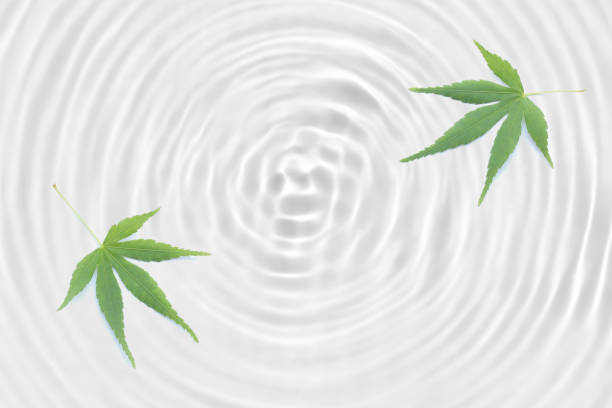 istock Japanese green maple leaf abstract on rippled white water texture background 1151513928
