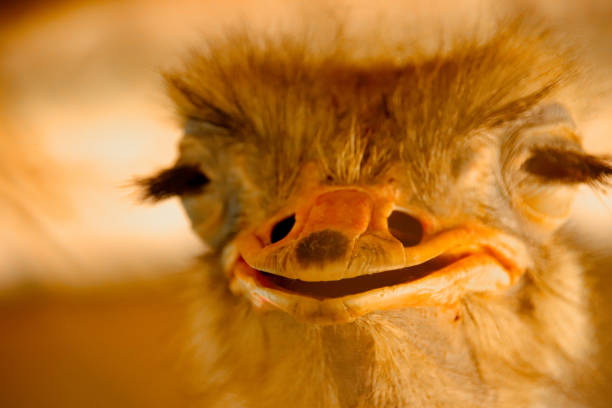 A photo of an ostrich that shows it seemingly laughing out load