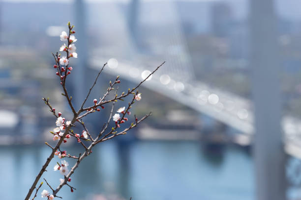 istock Flowering branches of a fruit tree on a blurred background 1151517289