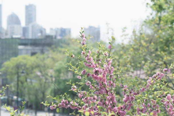 Flowering branches of a fruit tree on a blurred background of the urban landscape
