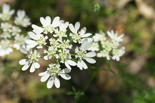 Tokyo,Japan-May 25, 2019: Orlaya grandiflora or White Lace flower or Minoan Lace or French Meadow Parsley in a garden