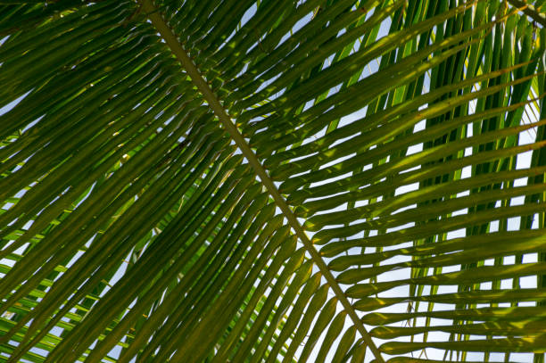 istock palm tree or coconut sea for design, printing with blue sky background 1151518925