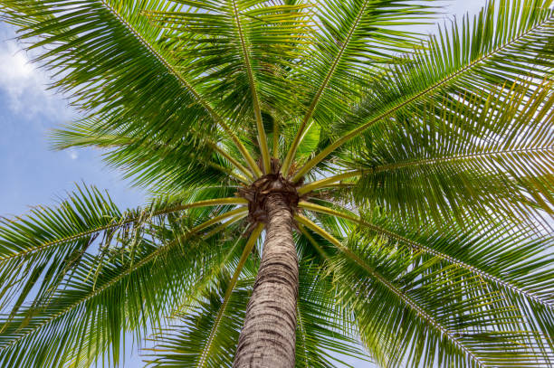 istock palm tree or coconut sea for design, printing with blue sky background 1151519037
