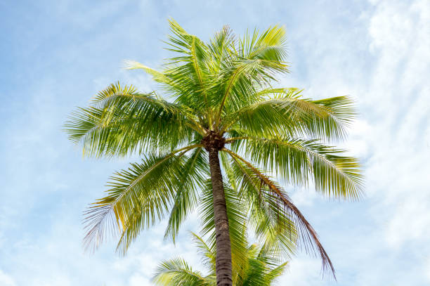 istock palm tree or coconut sea for design, printing with blue sky background 1151519518