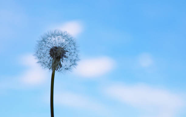 istock dandelion puff with seeds against blue sky 1151521548