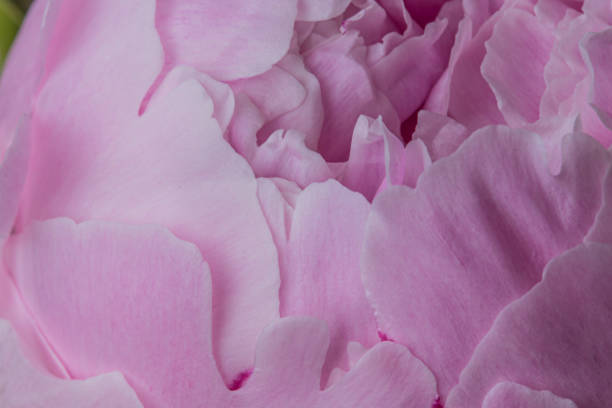 istock Smooth pink peony flower petals texture macro 1151523035