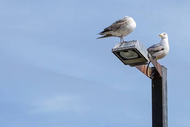istock Couple Birds on a pole 1151524365