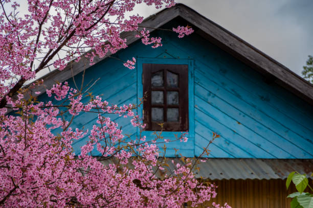 istock Background with blossom flowers 1151525192