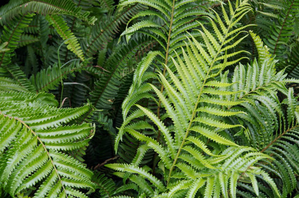 фон с папоротниками, что свежая природа - beauty in nature fern frond nature abstract стоковые фото и изображения
