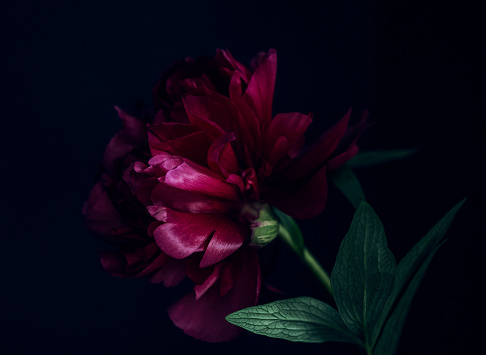 Dark background, moody image  of blooming peony flower.