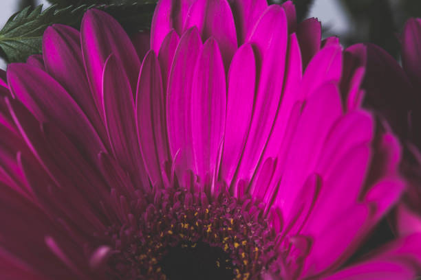 istock Pink gerbere flower macro dark still 1151527307