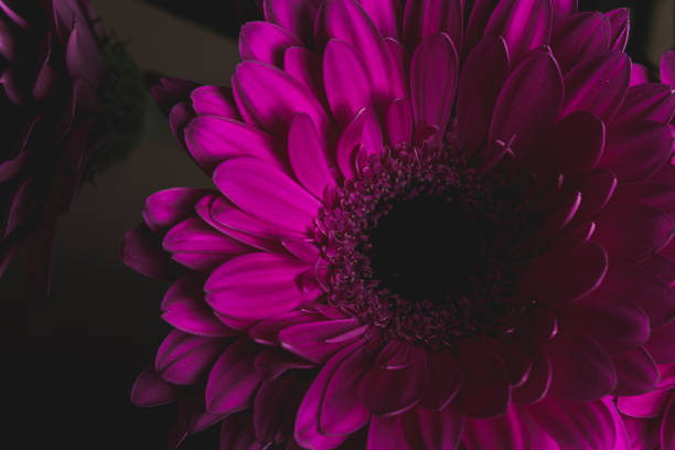 istock Pink gerbere flower macro dark still 1151527320