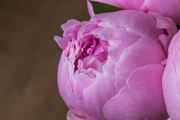 istock Pink peony flower in bloom macro still petal texture 1151528010