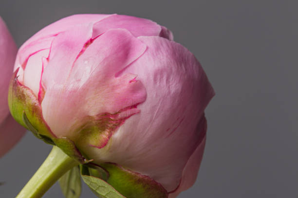 Pink peony flower in bloom macro still petal texture