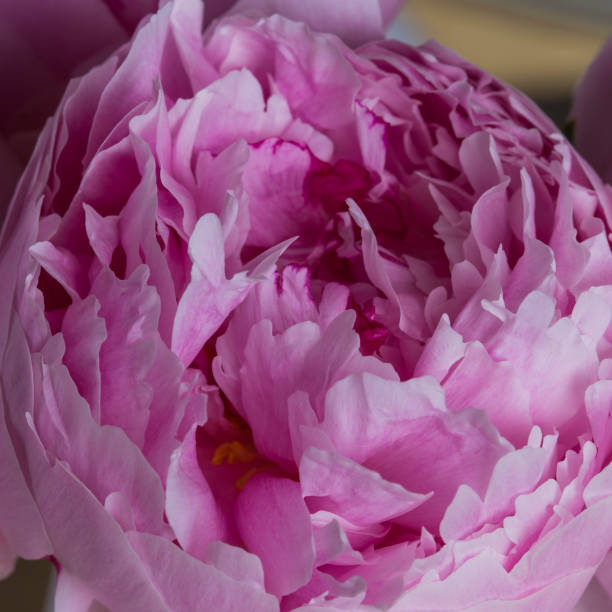 istock Pink peony flower in bloom macro still petal texture 1151528022