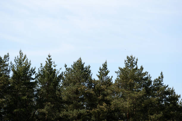 istock Crowns of trees against a blue sky on a clear day 1151529107