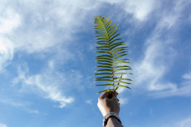 istock fern plant with background blue sky and pine forest 1151529350