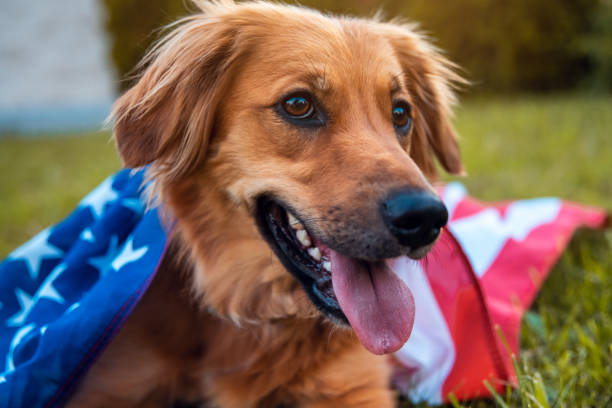 istock Red dog lying down on the grass covered with American flag 1151530723