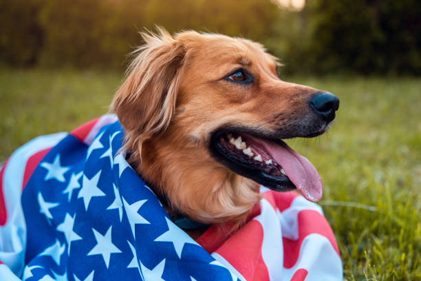 istock Red dog lying down on the grass covered with American flag 1151530725