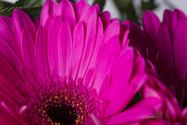 istock Pink gerbere flower with smooth petals macro still 1151530774