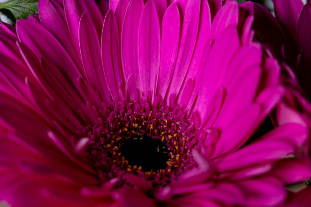istock Pink gerbere flower with smooth petals macro still 1151530780