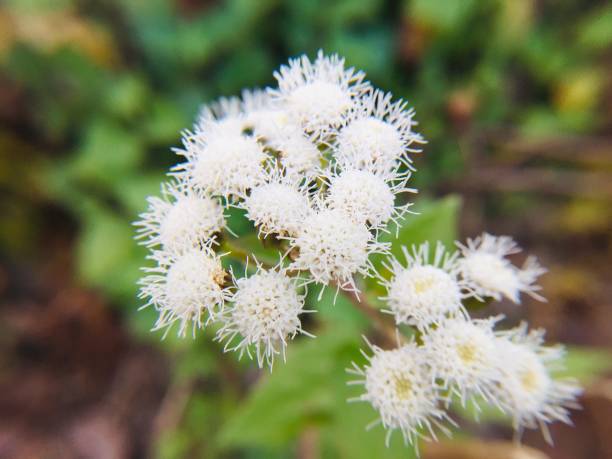istock A brunch of white flower 1151530832