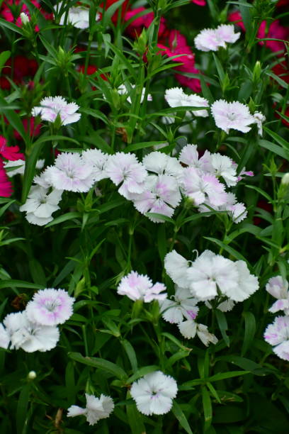 dianthus/fringed pink flowers - prachtnelke stock-fotos und bilder