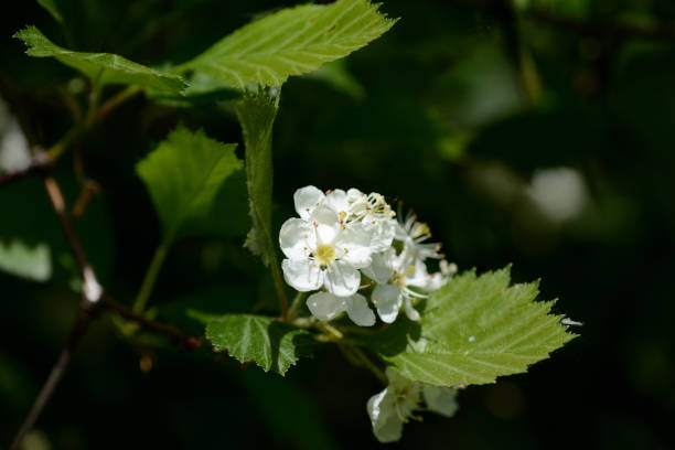 istock Blooming hawthorn in the forest on a sunny day close up 1151531489