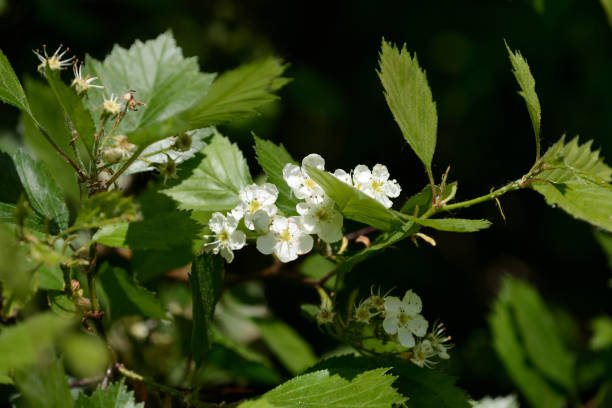 istock Blooming hawthorn in the forest on a sunny day close up 1151531490
