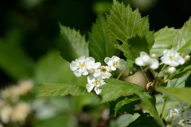 istock Blooming hawthorn in the forest on a sunny day close up 1151531491