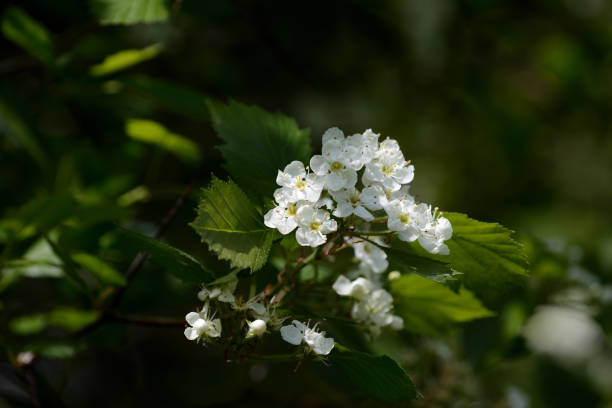istock Blooming hawthorn in the forest on a sunny day close up 1151531499