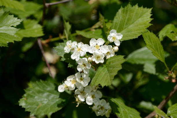 istock Blooming hawthorn in the forest on a sunny day close up 1151531505