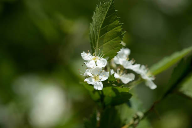 istock Blooming hawthorn in the forest on a sunny day close up 1151531511