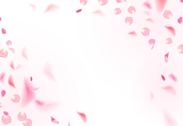 istock Delicate luxury rose petals are falling in the air on white romantic vector card 1151531758