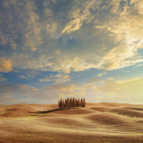istock Cypress trees in Tuscany, Italy 1151532540