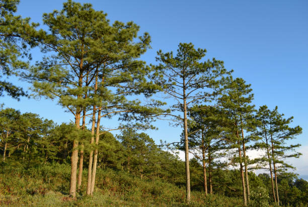 istock the trail in the forest with green grass and sunlight 1151532786