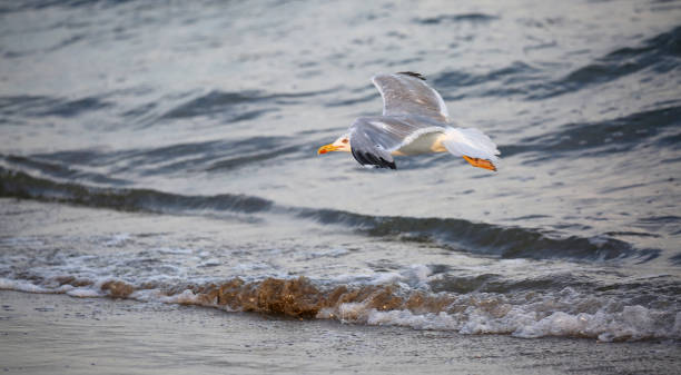 istock seagull flies over the sea 1151537168