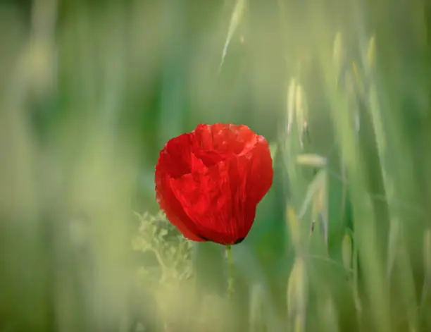 Beautiful scene with poppy flower in the field.