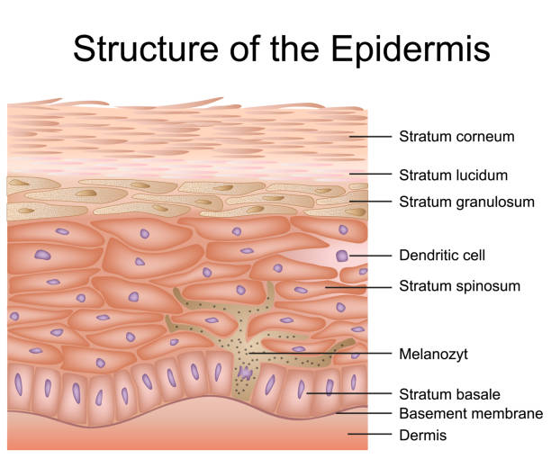 Structure of the epidermis medical vector illustration, dermis anatomy Structure of the epidermis medical vector illustration, dermis anatomy eps 10 human cell illustrations stock illustrations
