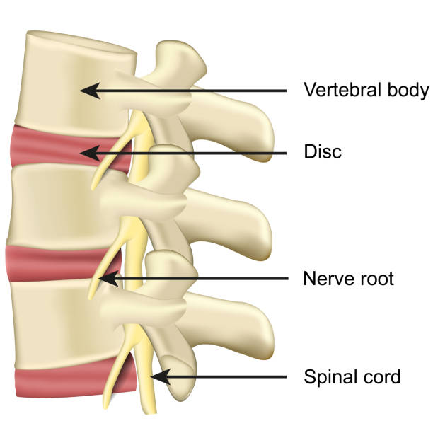 척추 디스크와 척추 몸 해부학 흰색 바탕에 의료 벡터 일러스트 레이 션 - human spine backache pain back stock illustrations
