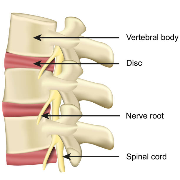 kręgosłupa dysku i kręgów anatomii medycznej wektor ilustracji na białym tle - human vertebra obrazy stock illustrations