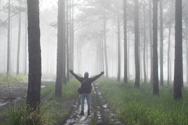 istock Discovery travel in the trail pine forest, vietnam. Background with magic sunrays, light, dense fog and fresh air at the dawn 1151542025