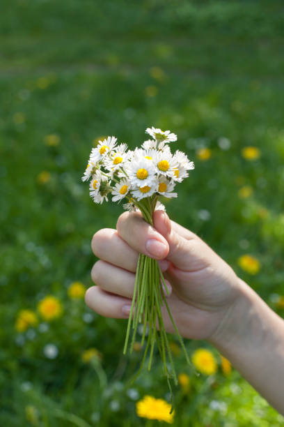 istock Hand holding a bunch of field daisies 1151543573