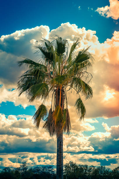 view of palm tree on tropical background in summer